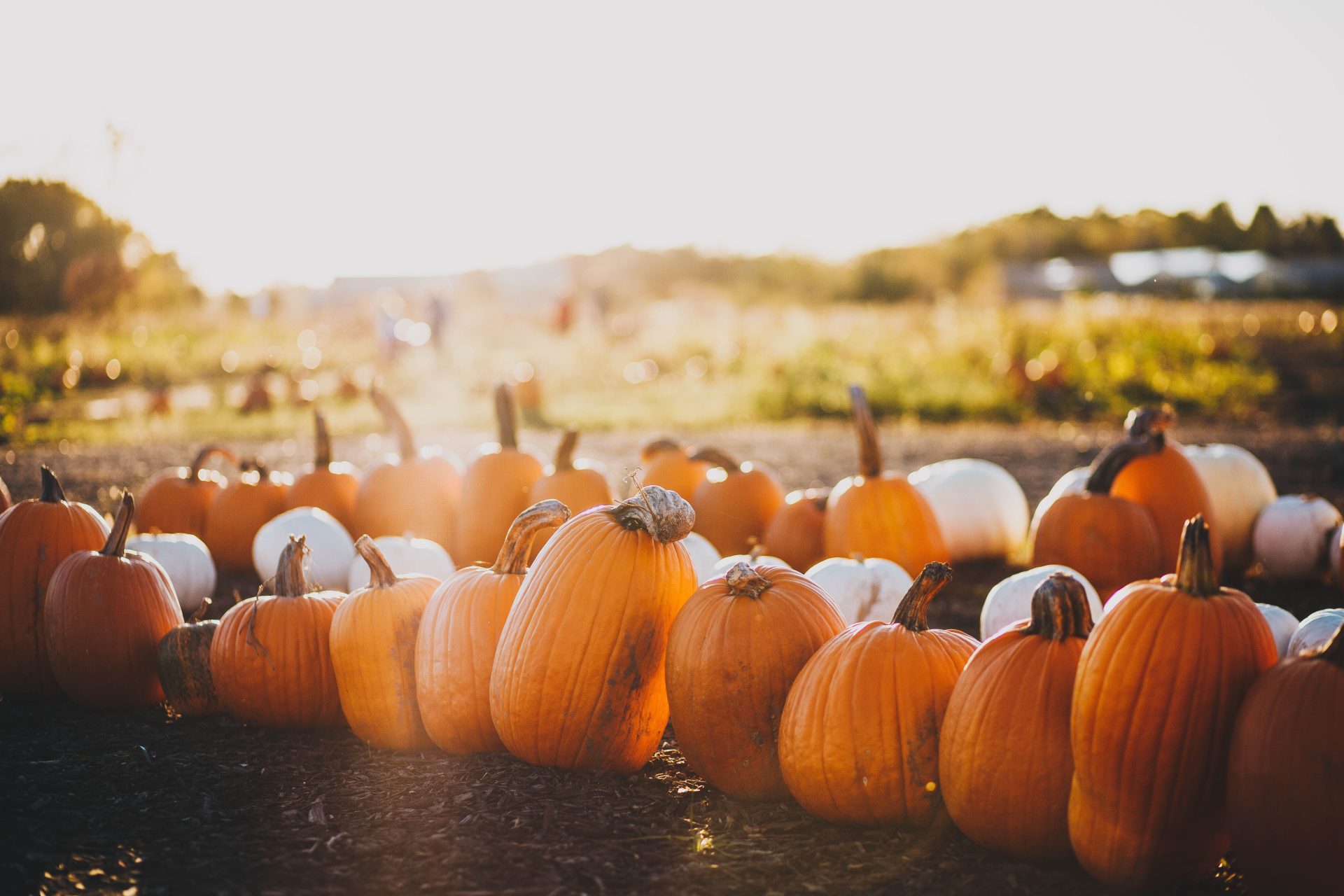 10 Fun Activities To Do In Autumn